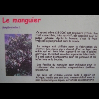 Manguier, Mangifera indica L. (texte)